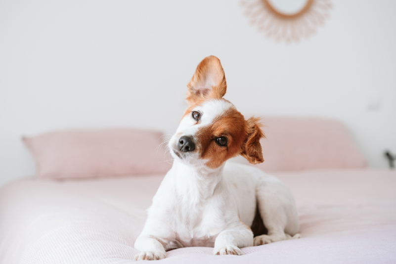 Suplementação em Cães Idosos